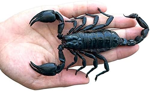 Pravi uokvireni Škorpion ručno rađena kutija sa Crnom sjenom osušeni jedinstveni Entomološki primjerak