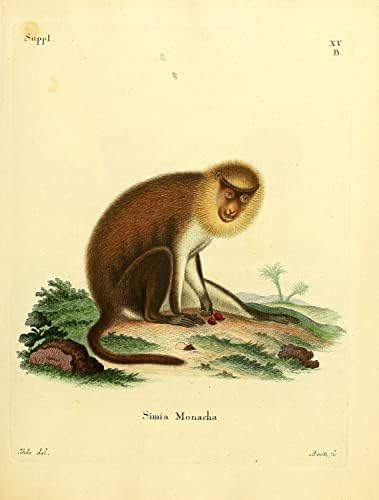 Monk Saki Primate Monkey Vintage Wildlife Classroom Office Decology Antique Illustracija Likovna umjetnost