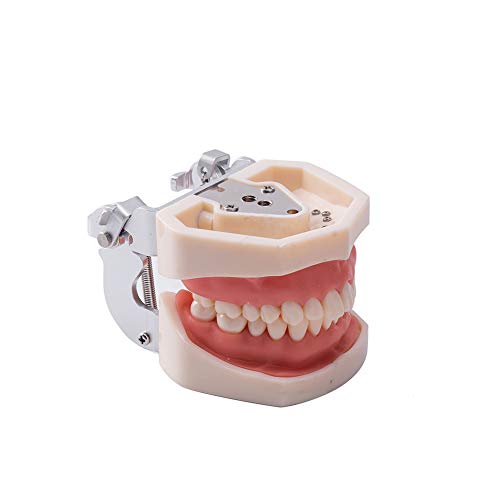 Snawop Dental Typodont model s izmjenjivim zubima Periodontalni restorativni postupci s mekom
