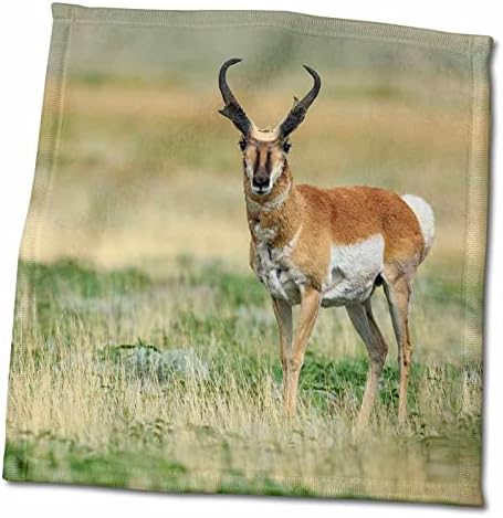 3drosen Pronghorn Buck Antelope u travnjacima, New Mexico - Ručnici