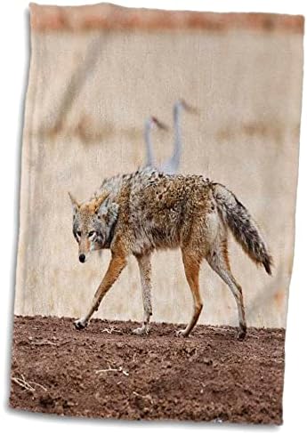 3Droza New Mexico, Socorro, Coyote divljine - US32 ldi0018 - Larry Ditto - Ručnici