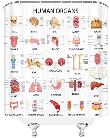Ljudski organ za tuširanje Anatomija organ Tijelo Kompletna grafikona Life Medicinske nauke Lubanje Oči nosači