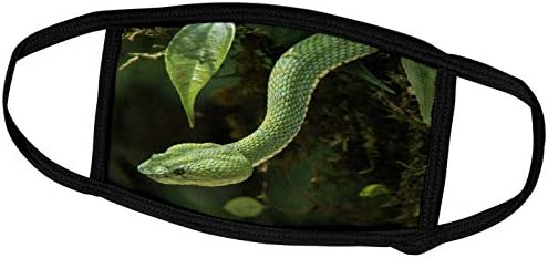 3dRose Danita Delimont - zmije-zmija za trepavice u zatočeništvu, Bothriechis schlegelii, Ekvador.
