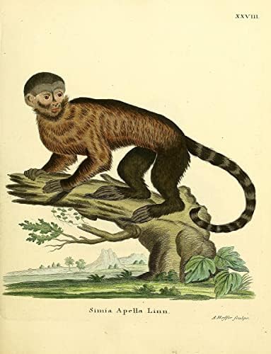 Brown Tufted Capuchin primat Monkey Vintage Wildlife učionica ured ureda Zoologija antiky ilustracija