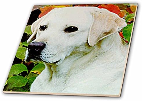3drose lagana krema Labrador-keramička pločica, 4-inčni