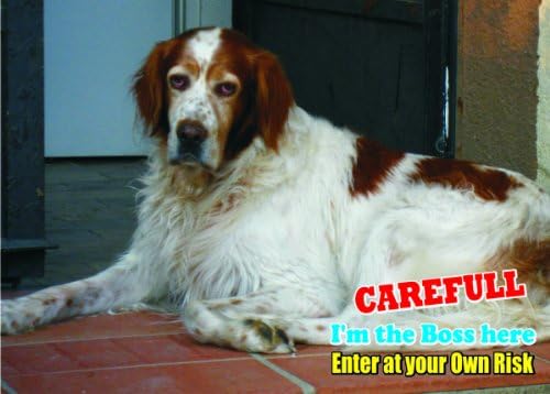 Pažnja - Pazite / Zabavni znak psa Irski irski i bijeli pas setter za vaš dom ili kuću SF1591 Veličina A4