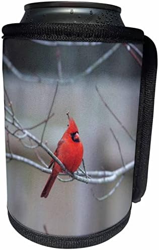 3Droza kardinal sjedenje na drveću udova - može li hladnije flash omotati