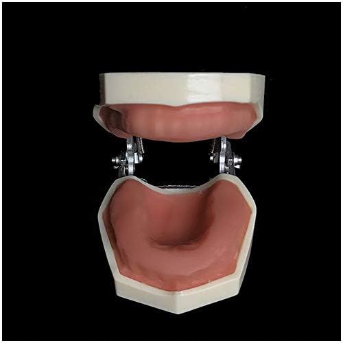 KH66ZKY TIPODONT ORAL Demonstracija Model bez zuba bez oralnog modela Resin Stomatološki model Nastava