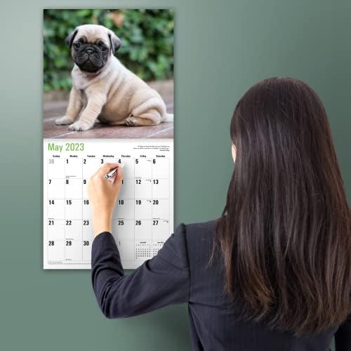 Micasa Pug štenad 2023 Mesenski zidni kalendar čuvara | 12 x 24 otvoren | Gust i čvrst papir | Podijnji | Slatka psa štene | Ljubavi male puge
