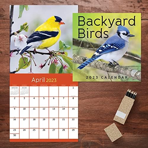 TF Izdavanje backyard-a ptica 2023 Zidni kalendar 12 mjeseci | Premium 2023 kalendarski zid | Veliki zidni kalendar 2023 Mjesečno | Big Grid kalendari 2023 | Calander 2023 | Planeri za uredski kalendar 2023