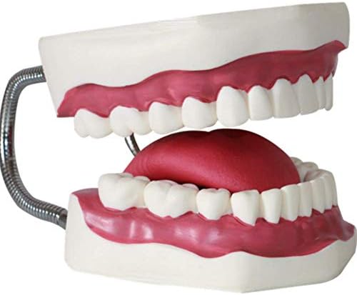 5 puta uvećanje zubne model zuba Model zubnog zuba Stomatološka istraživanja Stomatološka nastava