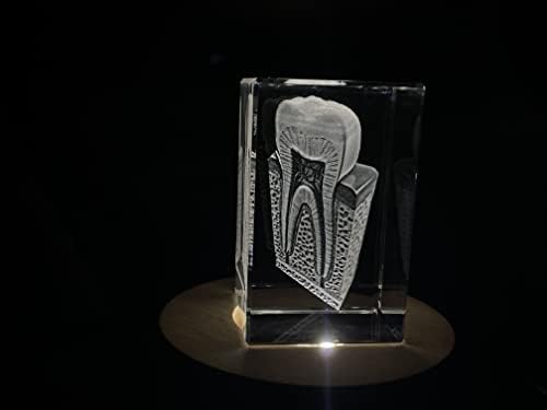 Zub su | 3D ugravirani kristal čuva | Poklon za stomatologa | Kolekcionarstvo | Suvenir | Personalizirani 3D kristalni foto poklon | Prilagođeni 3D fotografski kristal | Kućni dekor