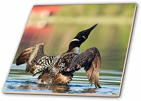 3drose ct_92010_1 Common Loon Bird on Beaver Lake, Whitefish, Montana US27 CHA2439 Chuck Haney Ceramic Tile, 4